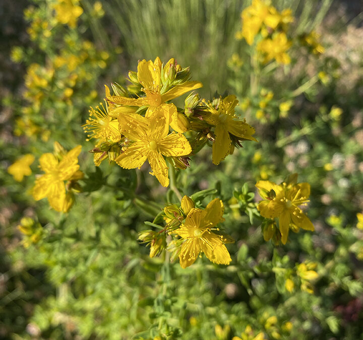 St. John’s Wort: The Herb That Lets the Sun Shine In